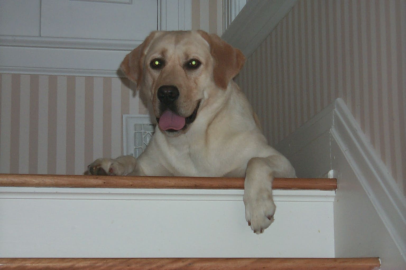 Max the sno hound